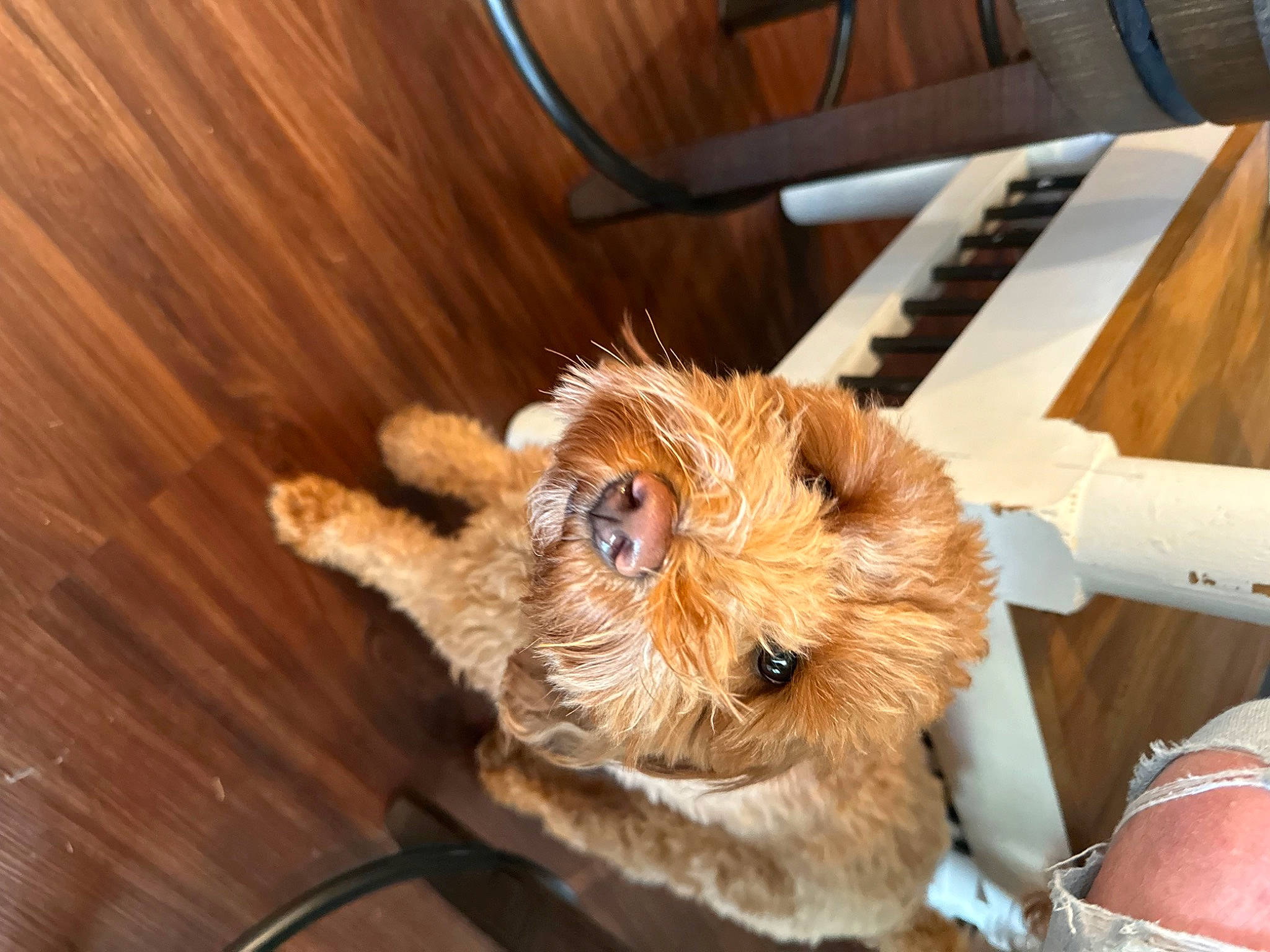 Kemba joined the competition — help win amazing prizes! carnivore, claw, companion_dog, dog, dog_breed, fawn, felidae, flooring, fur, hardwood, liver, musical_instrument, piano, small_to_medium_sized_cats, snout, sporting_group, whiskers, wood, wood_stain, working_animal