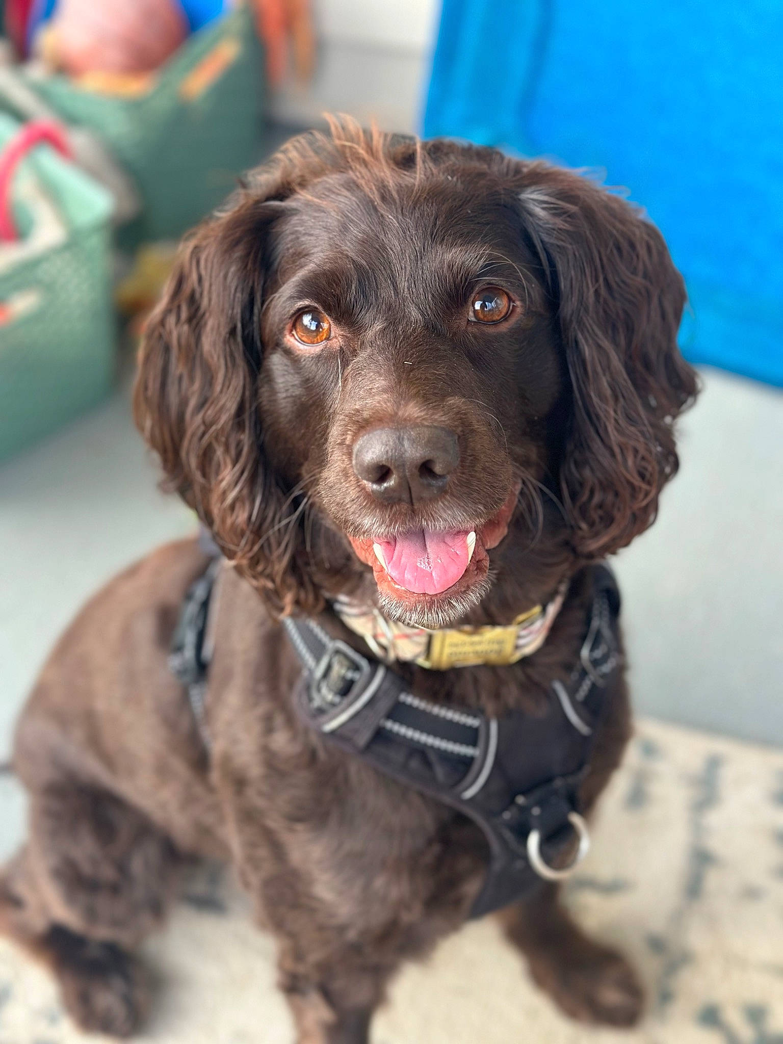 Journie is registered to the contest to win money with this photo: blue, carnivore, collar, companion_dog, dog, dog_breed, dog_collar, fur, gun_dog, hunting_dog, liver, pointing_breed, snout, spaniel, sporting_group, working_animal