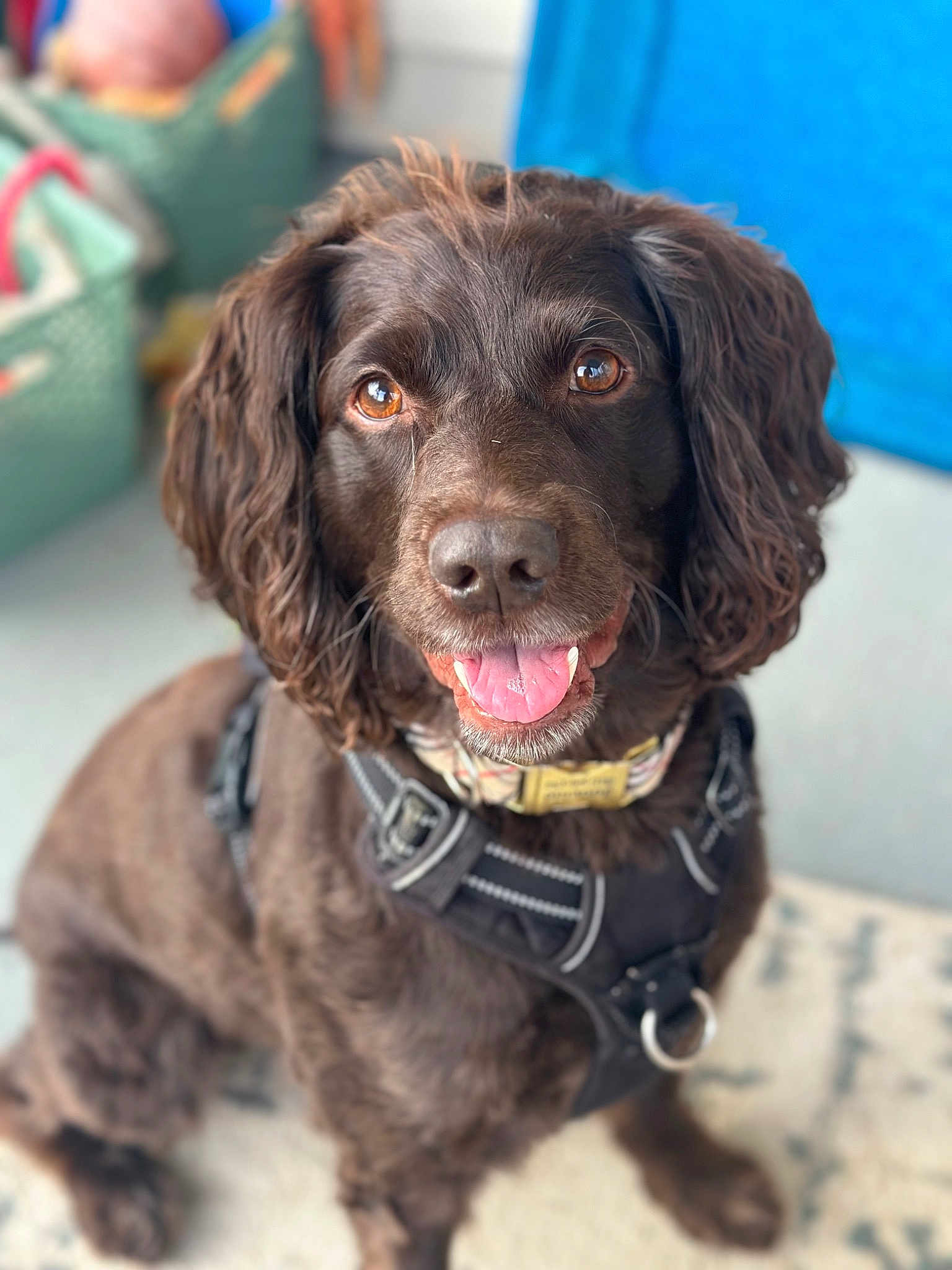 Journie