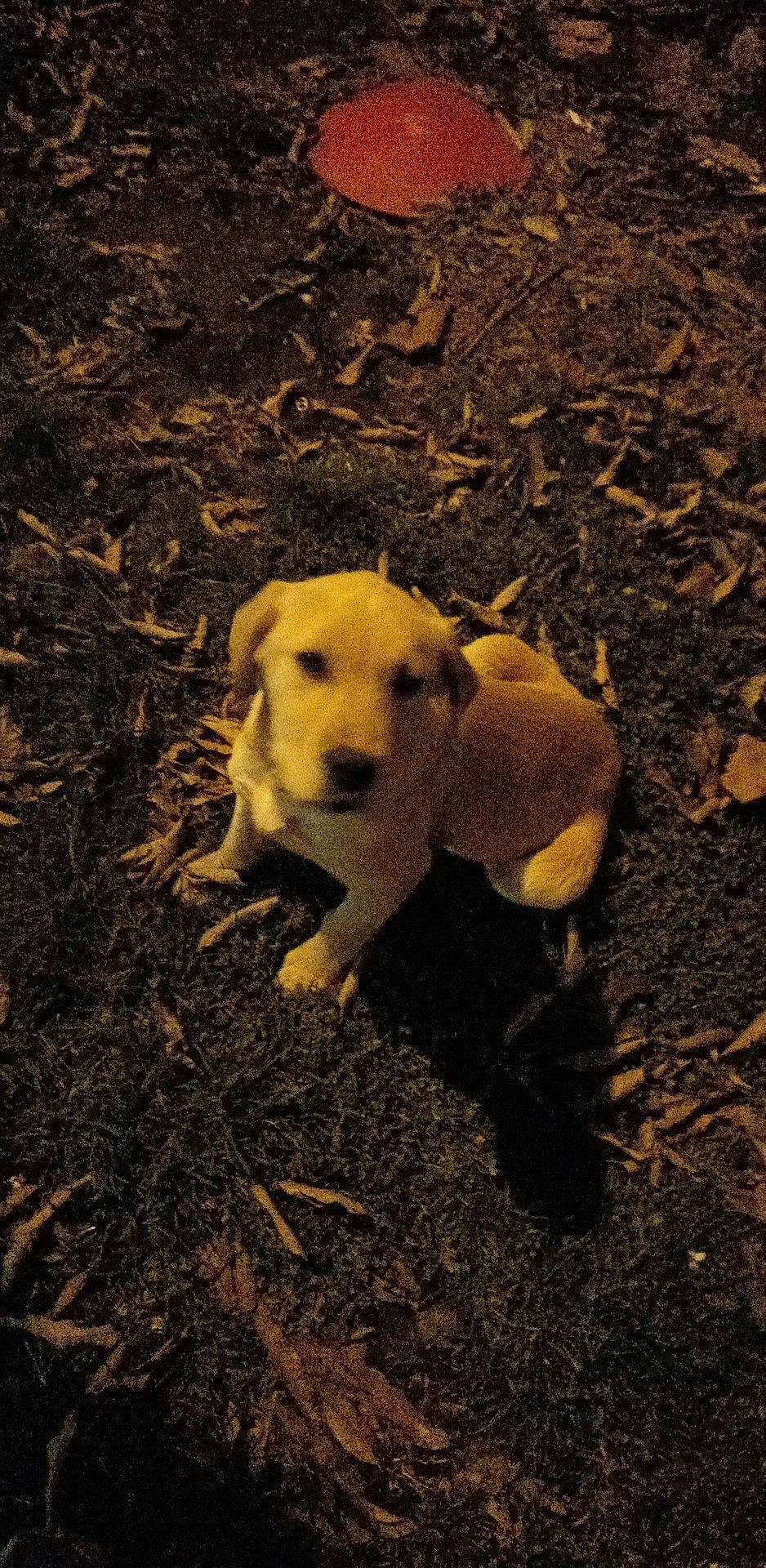 Axel James Nickerson joined the competition — help win amazing prizes! canidae, carnivore, companion_dog, dog, dog_breed, fawn, grass, mammal, paw, retriever, shadow, snout, soil, sporting_group, street_dog, tail, terrestrial_animal, tints_and_shades, vertebrate, working_animal