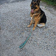 Moly participe au concours pour gagner de l'argent avec cette photo : dog, german_shepherd, animal, pet, leash, gravel, outdoor, nature, sunlight, path, sitting, tongue_out, fur, ears, collar, greenery, daylight, canine, mammal, friendly