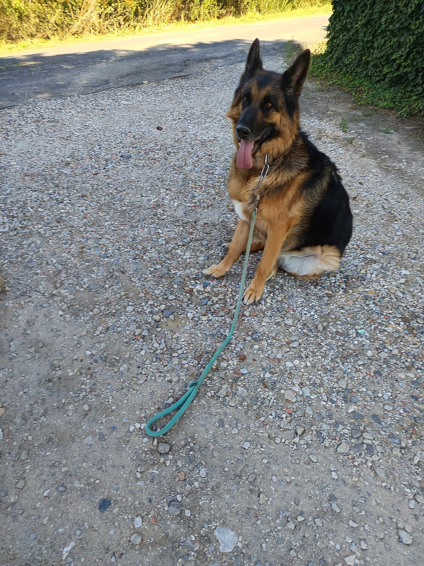 Moly participe au concours pour gagner de l'argent avec cette photo : dog, german_shepherd, animal, pet, leash, gravel, outdoor, nature, sunlight, path, sitting, tongue_out, fur, ears, collar, greenery, daylight, canine, mammal, friendly