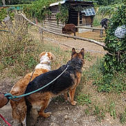 Moly a rejoint le concours — aidez-le/la à gagner de superbes lots ! animal, canine, curious, daylight, dirt_path, dog, donkey, farm, fence, grass, greenery, leash, nature, outdoor, pets, rural, shed, trees, vine, wooden_shed