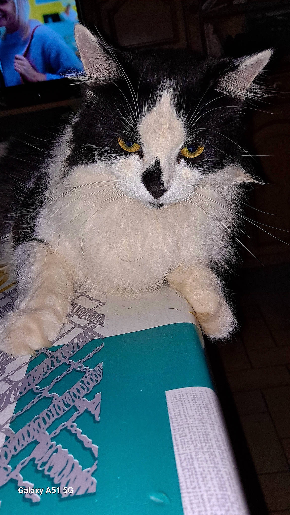 Caline participe au concours pour gagner de l'argent avec cette photo : box, carnivore, cat, claw, domestic_short_haired_cat, felidae, fur, lap, paw, small_to_medium_sized_cats, snout, tail, whiskers