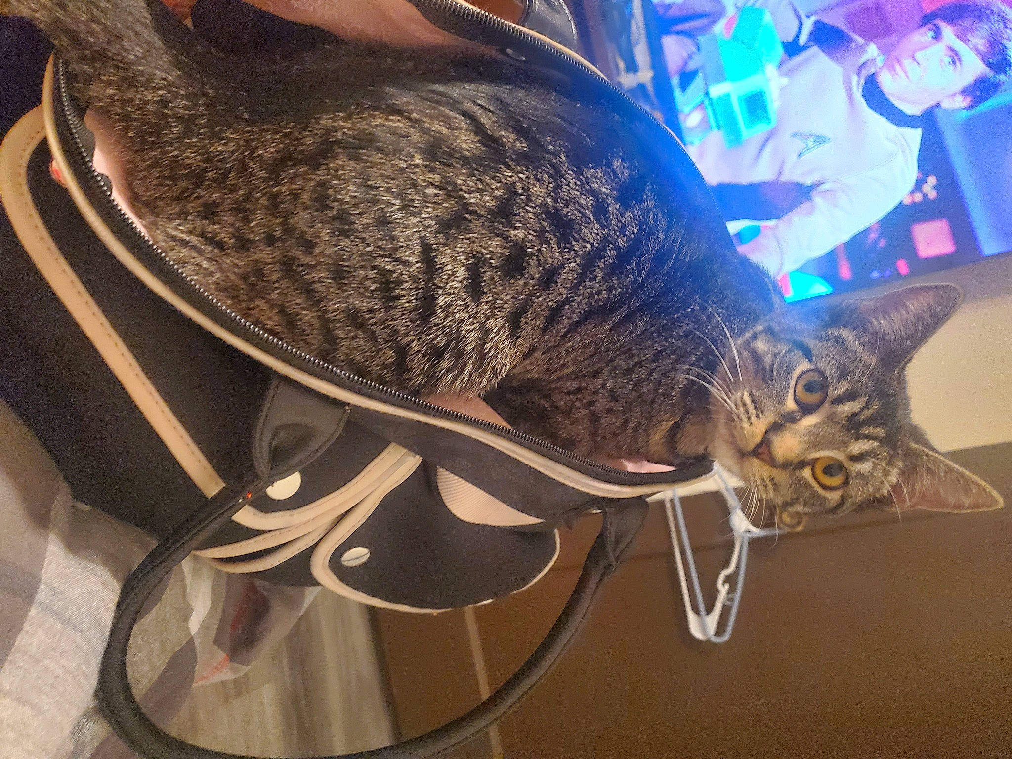 Esther is registered to the contest to win money with this photo: bag, cat, claw, electric_blue, eyewear, fashion_accessory, felidae, fur, human_leg, metal, personal_protective_equipment, small_to_medium_sized_cats, sunglasses, tail, whiskers