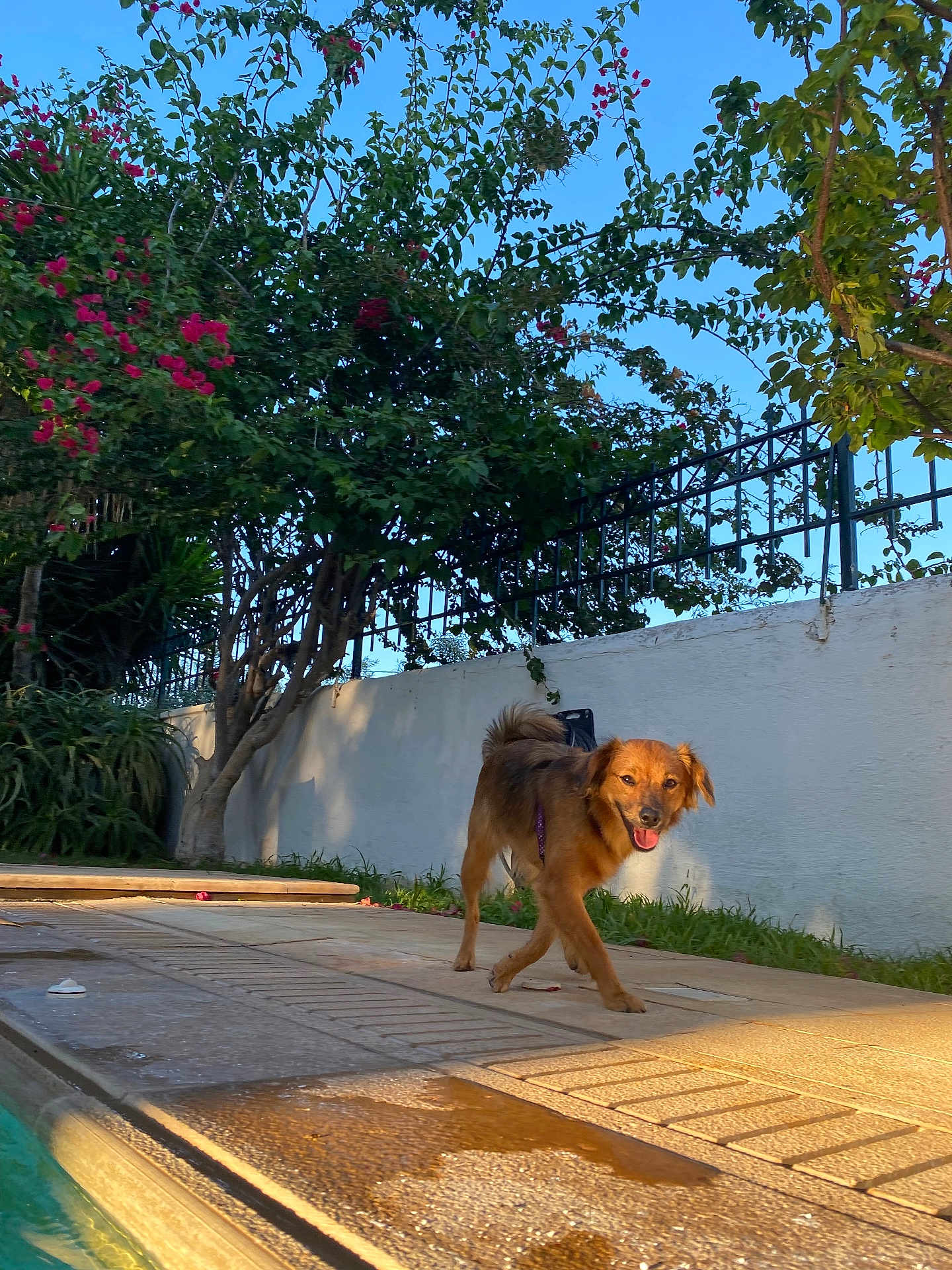 Bella a rejoint le concours — aidez-le/la à gagner de superbes lots ! dog, outdoor, sunlight, poolside, greenery, tree, plant, fence, path, happy, pet, canine, nature, summer, daylight, wall, tongue_out, walking, leash, garden