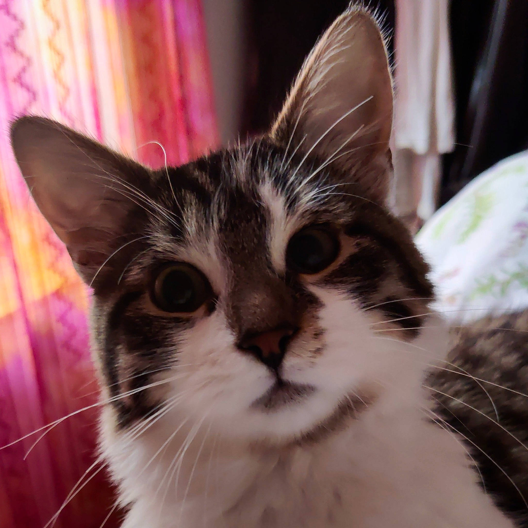 Kerrigan a rejoint le concours — aidez-le/la à gagner de superbes lots ! carnivore, cat, claw, curtain, domestic_short_haired_cat, eye, felidae, fur, hair, magenta, paw, plant, small_to_medium_sized_cats, snout, tail, terrestrial_animal, tree, whiskers, window