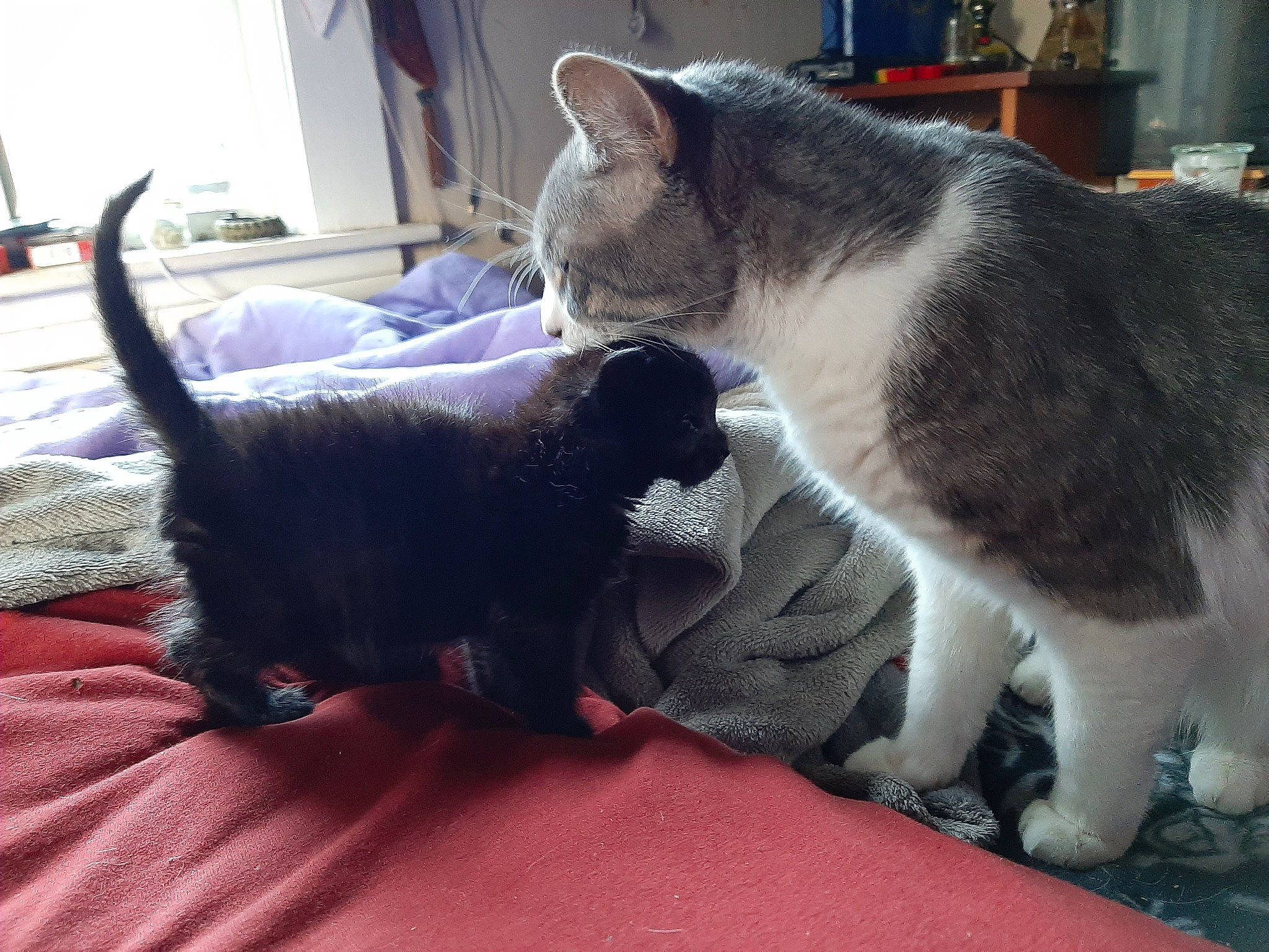 Zombie joined the competition — help win amazing prizes! asian, carnivore, cat, domestic_short_haired_cat, european_shorthair, felidae, fur, german_rex, kitten, mammal, polydactyl_cat, russian_blue, small_to_medium_sized_cats, tail, vertebrate, whiskers