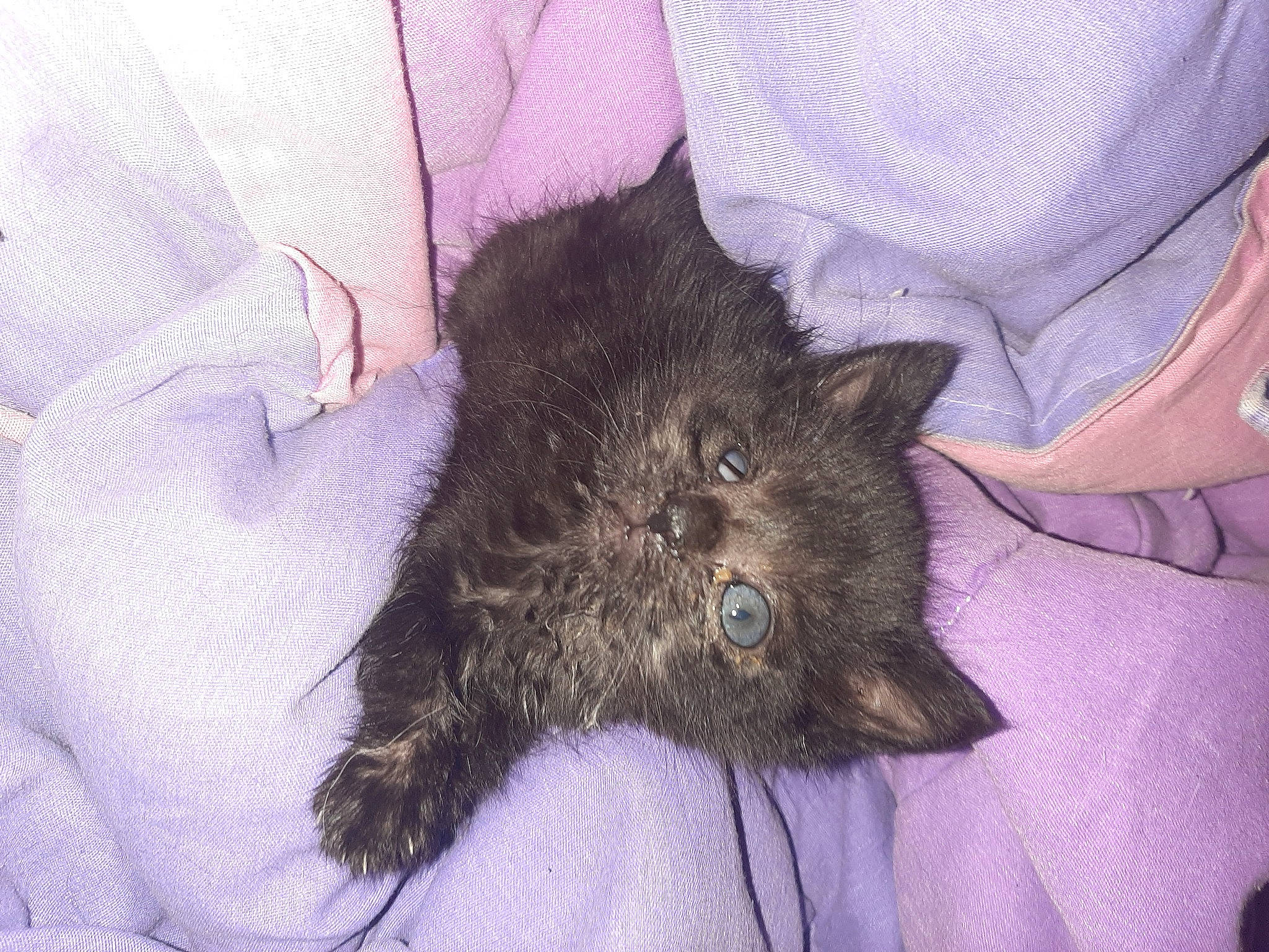 Zombie joined the competition — help win amazing prizes! canidae, carnivore, cat, domestic_long_haired_cat, felidae, fur, kitten, mammal, norwegian_forest_cat, small_to_medium_sized_cats, vertebrate, whiskers