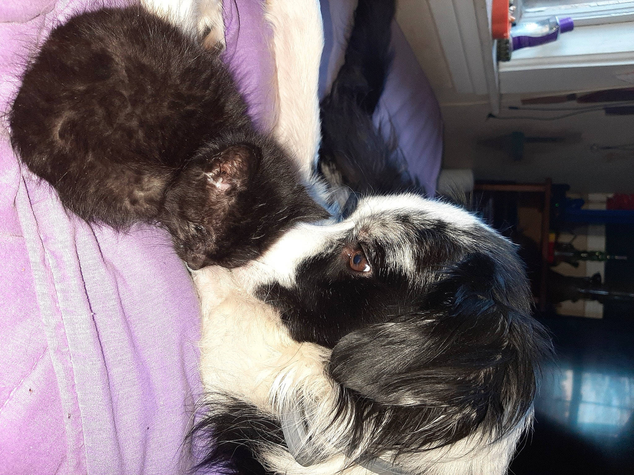 Zombie is registered to the contest to win money with this photo: canidae, carnivore, cat, companion_dog, dog, dog_breed, ear, fur, hair, long_hair, small_to_medium_sized_cats