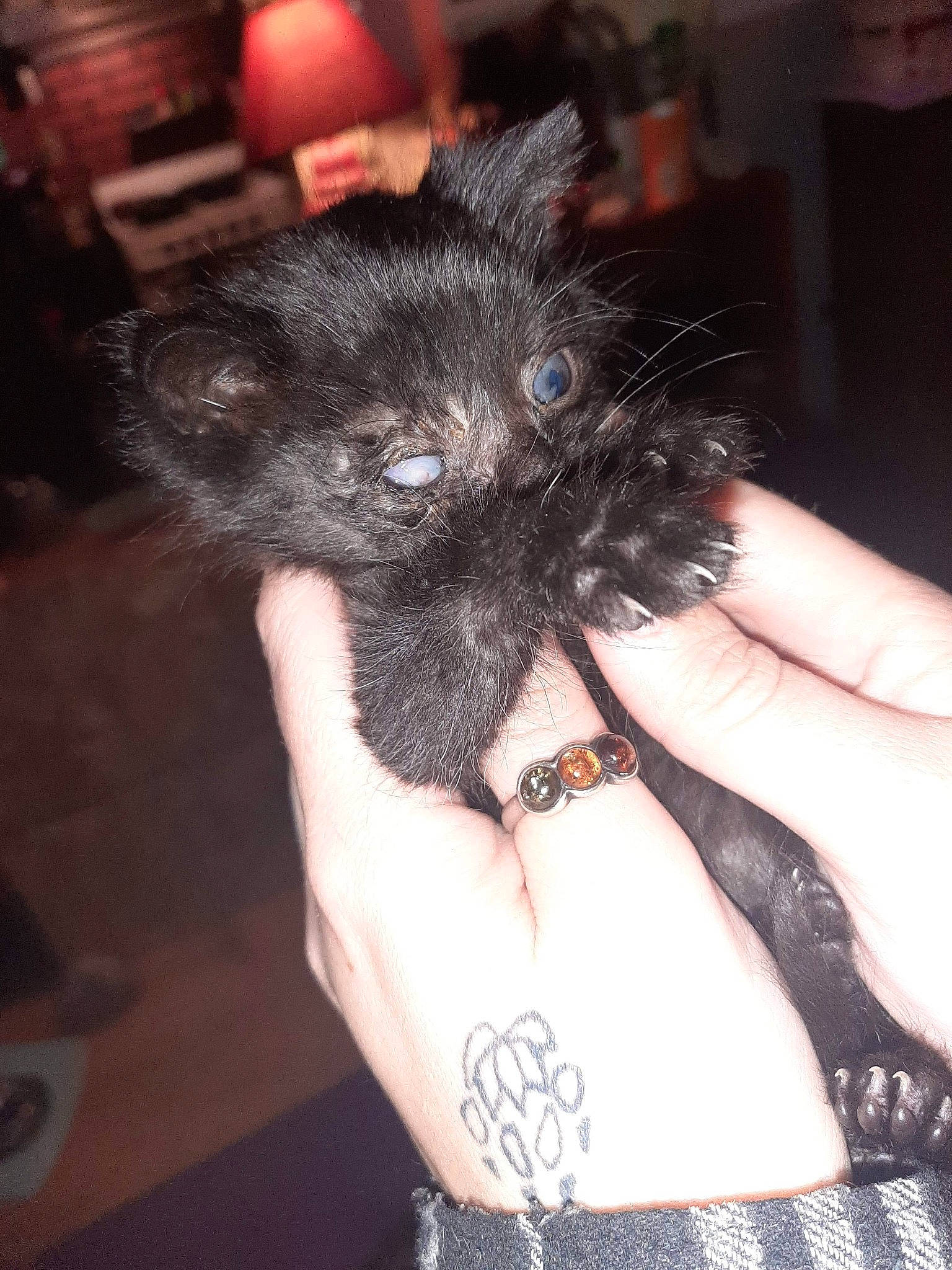 Zombie joined the competition — help win amazing prizes! cairn_terrier, canidae, carnivore, dog, dog_breed, ear, hand, non_sporting_group, pomeranian, puppy, skin, toy_dog