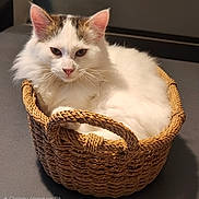Aramis a rejoint le concours — aidez-le/la à gagner de superbes lots ! cat, white_cat, brown_patches, fluffy_fur, basket, woven_basket, pet, indoor, relaxed, feline, animal, cute, resting, domestic_cat, fur, whiskers, ears, pink_nose, closeup, portrait