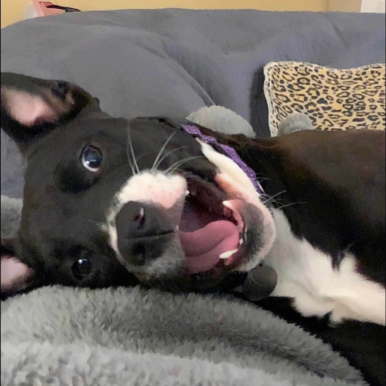 Clyde is registered to the contest to win money with this photo: dog, black_and_white, pet, happy, panting, blanket, couch, indoor, cozy, leopard_print, pillow, fur, ears, mouth_open, tongue, whiskers, animal, companion, relaxed, cute