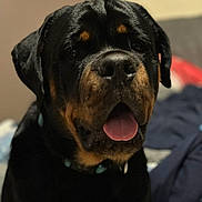 Hulk participe au concours pour gagner de l'argent avec cette photo : dog, rottweiler, pet, close_up, portrait, tongue_out, indoor, bed, collar, black_coat, brown_markings, snout, nose, eyes, ears, whiskers, domestic_animal, sitting, cute, canine
