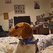 Twix participe au concours pour gagner de l'argent avec cette photo : animal, bed, blanket, brown, cat, clutter, collar, cozy, curious, desk, dog, furniture, indoor, pet, photo_frames, poster, room, shelf, television, white