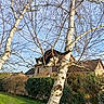 Alf a rejoint le concours — aidez-le/la à gagner de superbes lots ! animal, black_and_white_cat, branch, bushes, cat, curious, daylight, garden, grass, house, leafless, nature, outdoor, perched, pet, rural, sky, sunny, tree, window