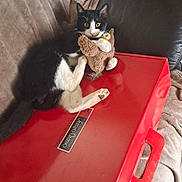 Alf a rejoint le concours — aidez-le/la à gagner de superbes lots ! cat, tuxedo_cat, kitten, stuffed_animal, toy, red_box, cardboard_box, sofa, couch, blanket, paws, whiskers, wide_eyes, indoor, pet, relaxed, playful, curious, portrait, furniture