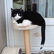 Alf participe au concours pour gagner de l'argent avec cette photo : animal, black_and_white_cat, cat, cat_tree, cozy, curtains, feline, fur, glass_door, green_eyes, home, indoor, looking, perch, pet, relaxed, resting, scratching_post, tail, water_bowl