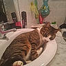 Tako participe au concours pour gagner de l'argent avec cette photo : cat, tabby_cat, sink, bathroom, mirror, toiletries, relaxed, sleepy, pet, indoor, marble_countertop, tiled_wall, bathtub, bathtub_toys, household, domestic_animal, feline, resting, cute, cozy