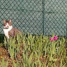 Tako a rejoint le concours — aidez-le/la à gagner de superbes lots ! cat, tabby_cat, white_fur, green_plants, tulips, pink_flowers, fence, chain_link_fence, outdoor, sunlight, grass, nature, garden, animal, pet, flora, spring, daylight, leaf, plant_stem