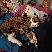 Tako a rejoint le concours — aidez-le/la à gagner de superbes lots ! cat, tabby, sleeping, couch, blanket, pillow, indoor, cozy, pet, feline, resting, quilted, fur, paw, whiskers, home, relaxed, animal, domestic, soft