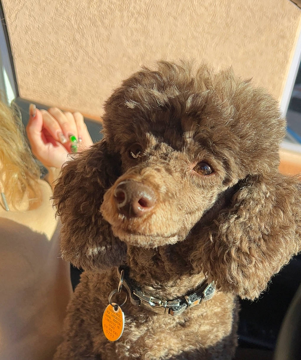 Koby is registered to the contest to win money with this photo: carnivore, collar, companion_dog, dog, dog_breed, dog_collar, dog_supply, fur, labradoodle, liver, pet_supply, poodle, snout, sporting_group, standard_poodle, stuffed_toy, terrier, toy_dog, water_dog, working_animal