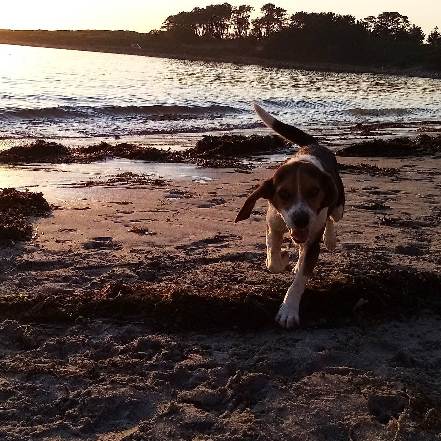 Oxy a rejoint le concours — aidez-le/la à gagner de superbes lots ! beach, canidae, carnivore, cloud, coast, dog, dog_breed, dog_walking, hunting_dog, ibizan_hound, morning, ocean, sand, sea, sky, sporting_group, summer, sunset, vacation, wave