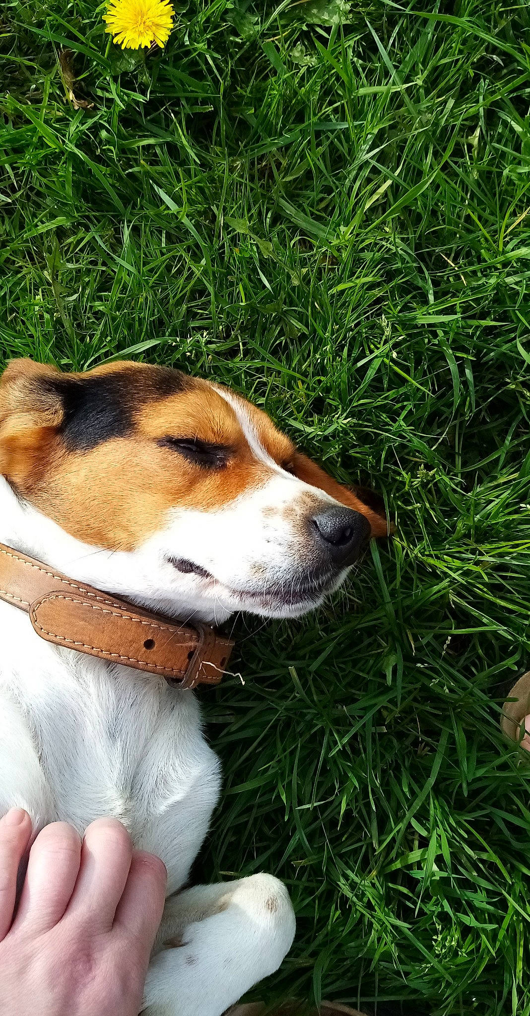 Oxy a rejoint le concours — aidez-le/la à gagner de superbes lots ! american_foxhound, beagle, beagle_harrier, canidae, carnivore, companion_dog, dog, dog_breed, english_foxhound, estonian_hound, finnish_hound, grand_anglo_francais_tricolore, grass, harrier, mammal, russell_terrier, serbian_tricolour_hound, snout, treeing_walker_coonhound, vertebrate