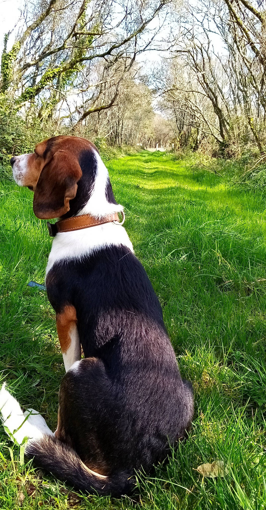 Oxy participe au concours pour gagner de l'argent avec cette photo : beagle, canidae, carnivore, dog, dog_breed, english_coonhound, entlebucher_mountain_dog, estonian_hound, finnish_hound, grass, hound, hunting_dog, mammal, serbian_tricolour_hound, treeing_walker_coonhound, vertebrate