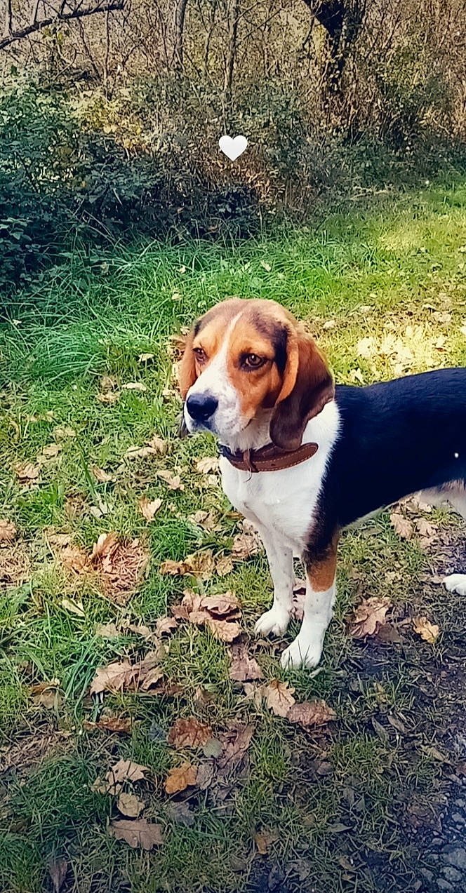 Oxy participe au concours pour gagner de l'argent avec cette photo : american_foxhound, beagle, beagle_harrier, canidae, carnivore, companion_dog, dog, dog_breed, english_foxhound, estonian_hound, finnish_hound, grand_anglo_francais_tricolore, harrier, hound, mammal, pocket_beagle, serbian_tricolour_hound, snout, treeing_walker_coonhound, vertebrate