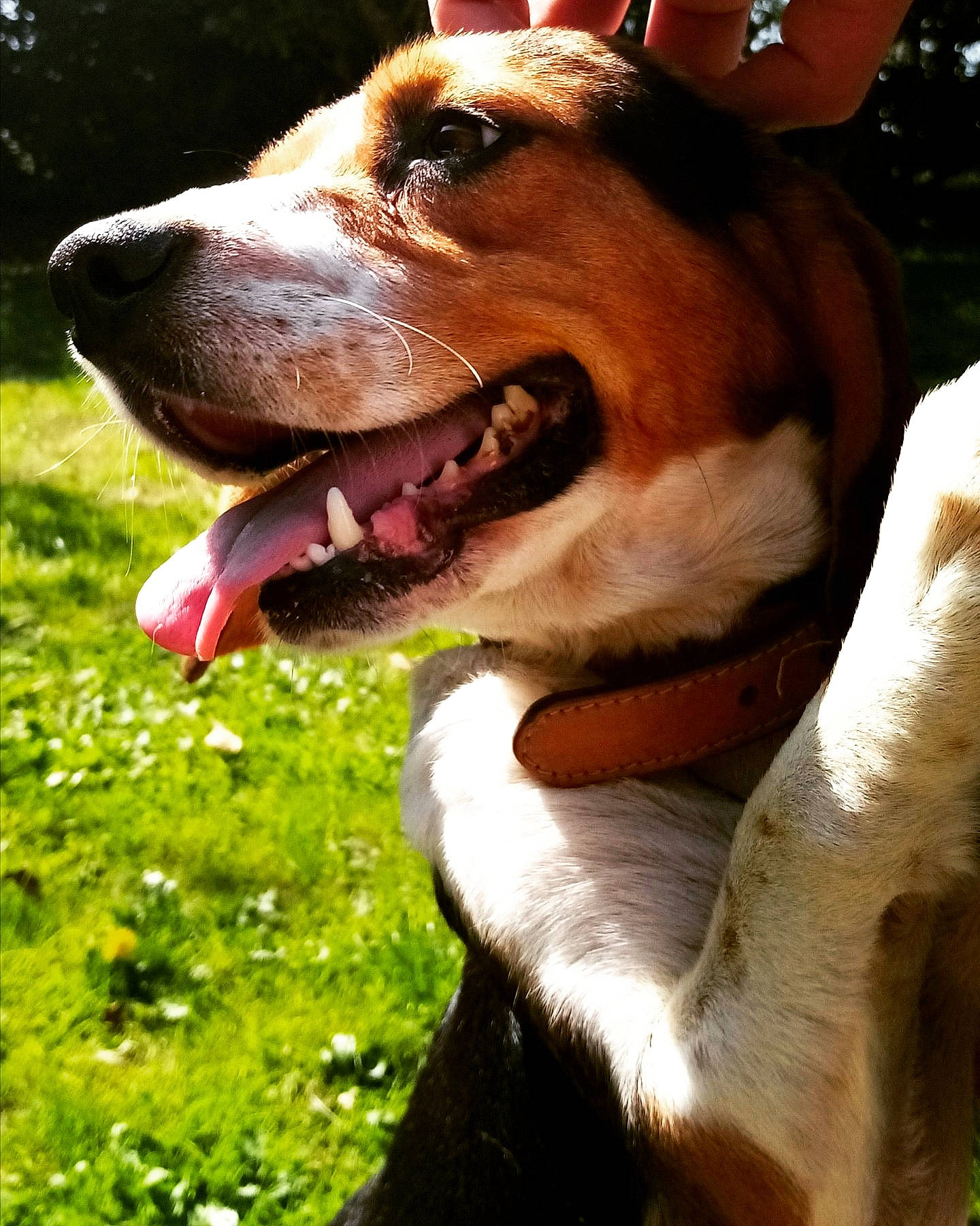 Oxy a rejoint le concours — aidez-le/la à gagner de superbes lots ! american_staffordshire_terrier, ancient_dog_breeds, canidae, carnivore, companion_dog, dog, dog_breed, mammal, nose, snout, vertebrate