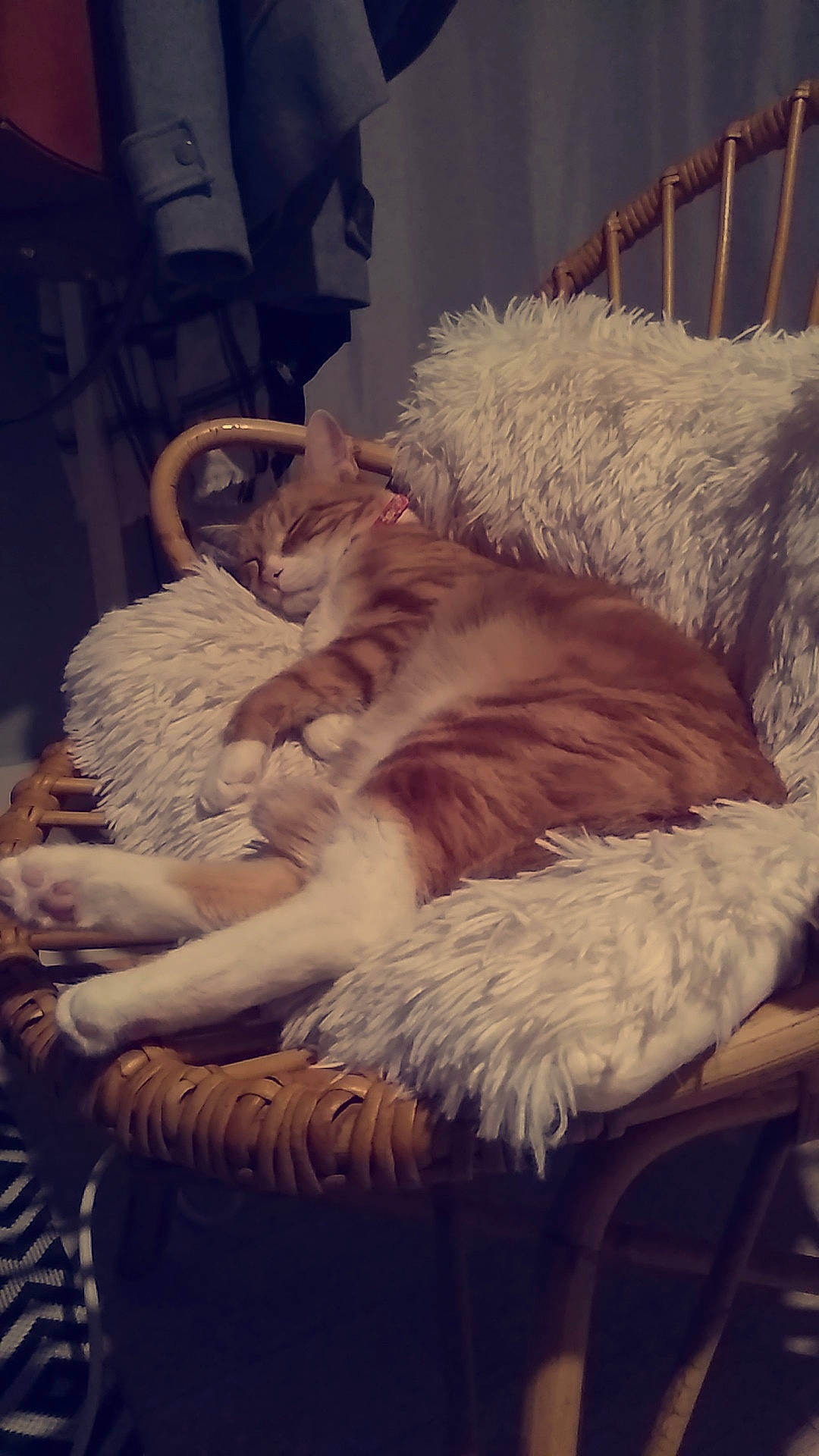 Nox a rejoint le concours — aidez-le/la à gagner de superbes lots ! american_curl, carnivore, cat, chair, felidae, fur, furniture, nap, small_to_medium_sized_cats, tail, whiskers