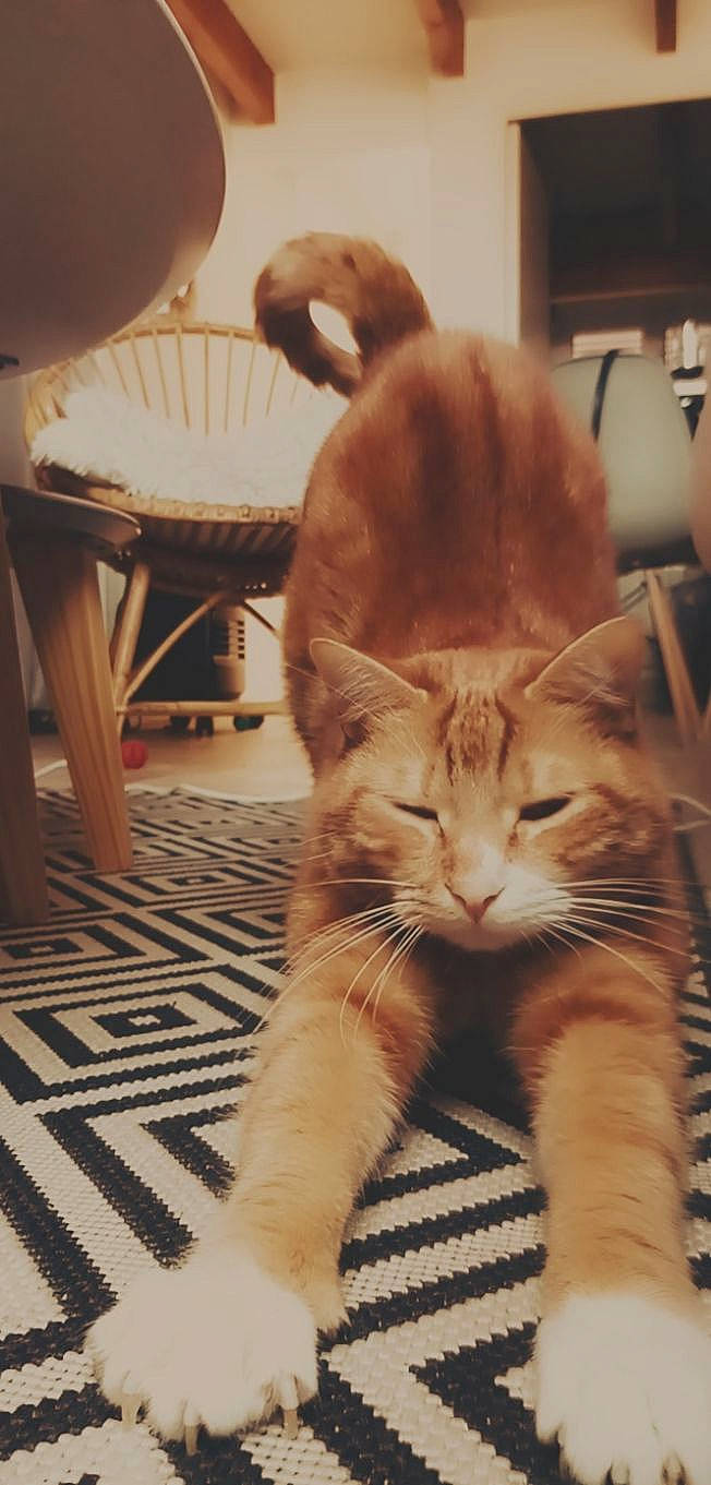 Nox a rejoint le concours — aidez-le/la à gagner de superbes lots ! asian, carnivore, cat, domestic_short_haired_cat, european_shorthair, fawn, felidae, fur, kitten, mammal, polydactyl_cat, small_to_medium_sized_cats, snout, tabby_cat, tail, whiskers