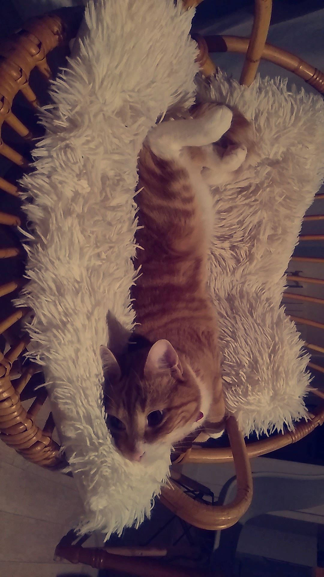 Nox participe au concours pour gagner de l'argent avec cette photo : cat, claw, felidae, fur, kitten, small_to_medium_sized_cats, tail, whiskers