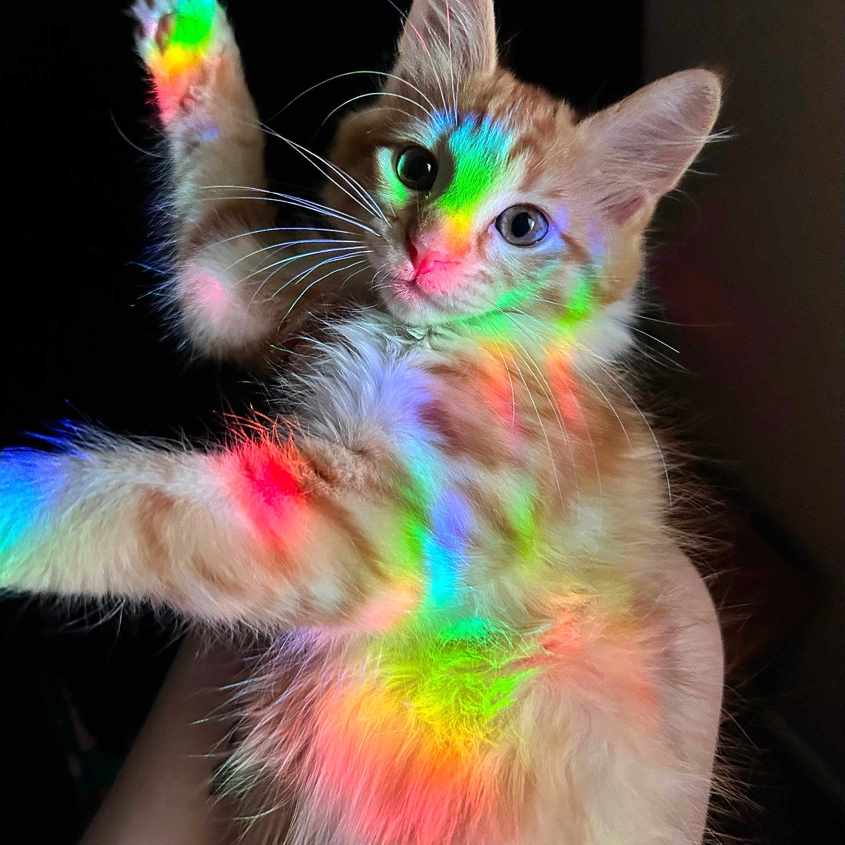 Cosmo joined the competition — help win amazing prizes! abyssinian, accessories, angora, animal, bodypart, cat, dye, electronics, featherboa, fractal, kitten, light, manx, mouth, ornament, pattern, person, pet, purple, siamese