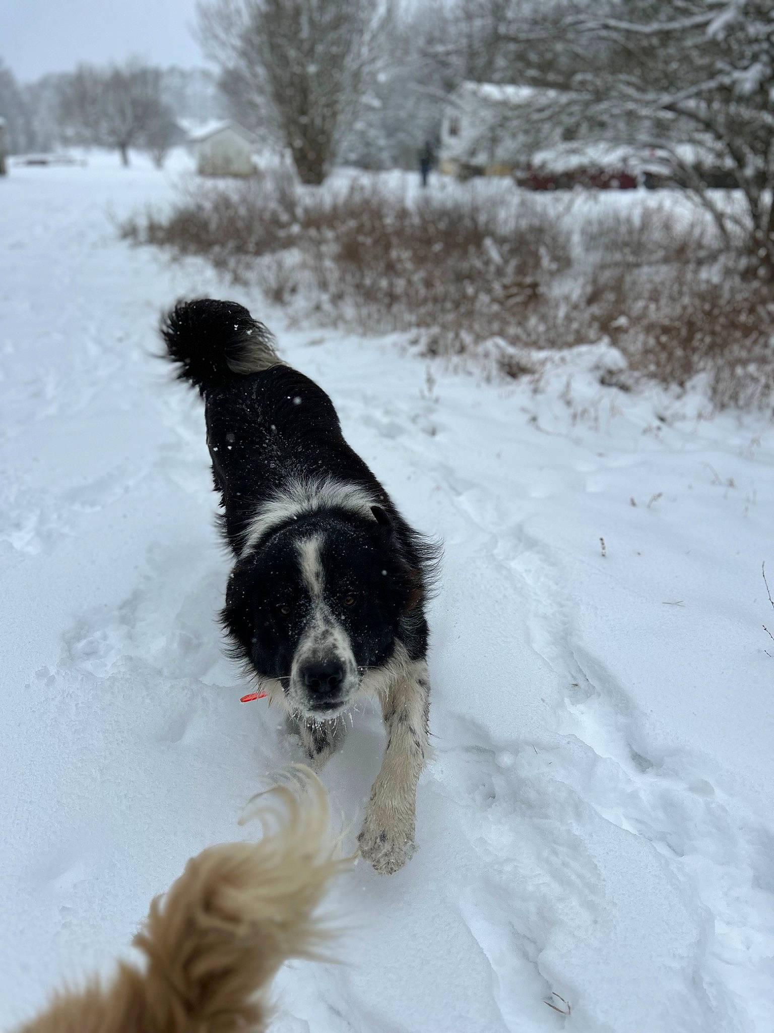 Ruger is registered to the contest to win money with this photo: border_collie, canidae, carnivore, companion_dog, dog, dog_breed, freezing, fur, gun_dog, herding_dog, plant, pont_audemer_spaniel, snout, snow, spaniel, sporting_group, tail, tree, winter, working_dog