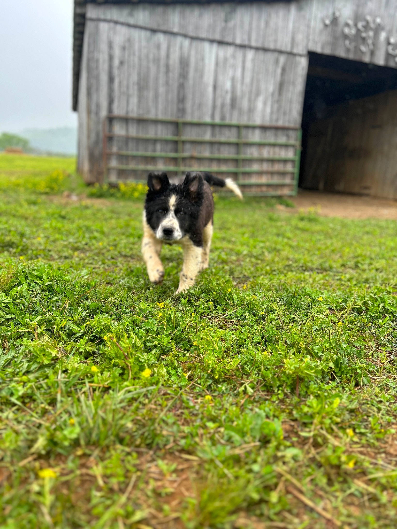 Ruger joined the competition — help win amazing prizes! border_collie, canidae, carnivore, companion_dog, dog, dog_breed, felidae, field, grass, grass_family, grassland, groundcover, herding_dog, lawn, pasture, plant, sky, soil, sporting_group, tail