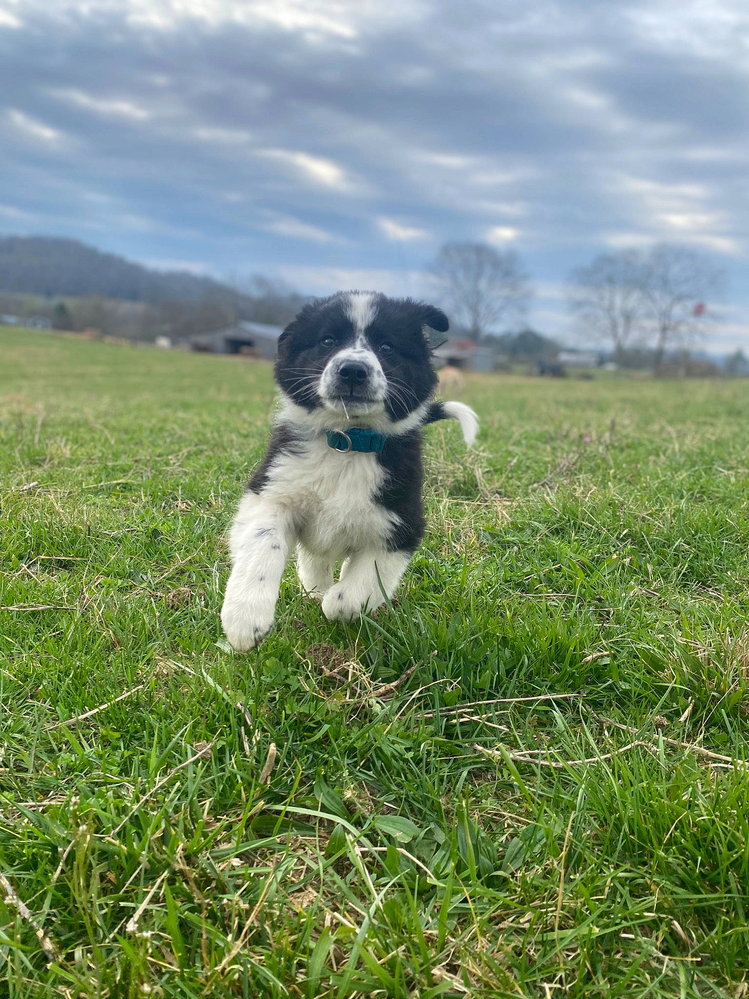 Ruger is registered to the contest to win money with this photo: canidae, carnivore, cloud, companion_dog, dog, dog_breed, grass, grassland, gun_dog, herding_dog, pasture, plant, sky, spaniel, sporting_group, tail, terrier, tree, water_dog, working_dog