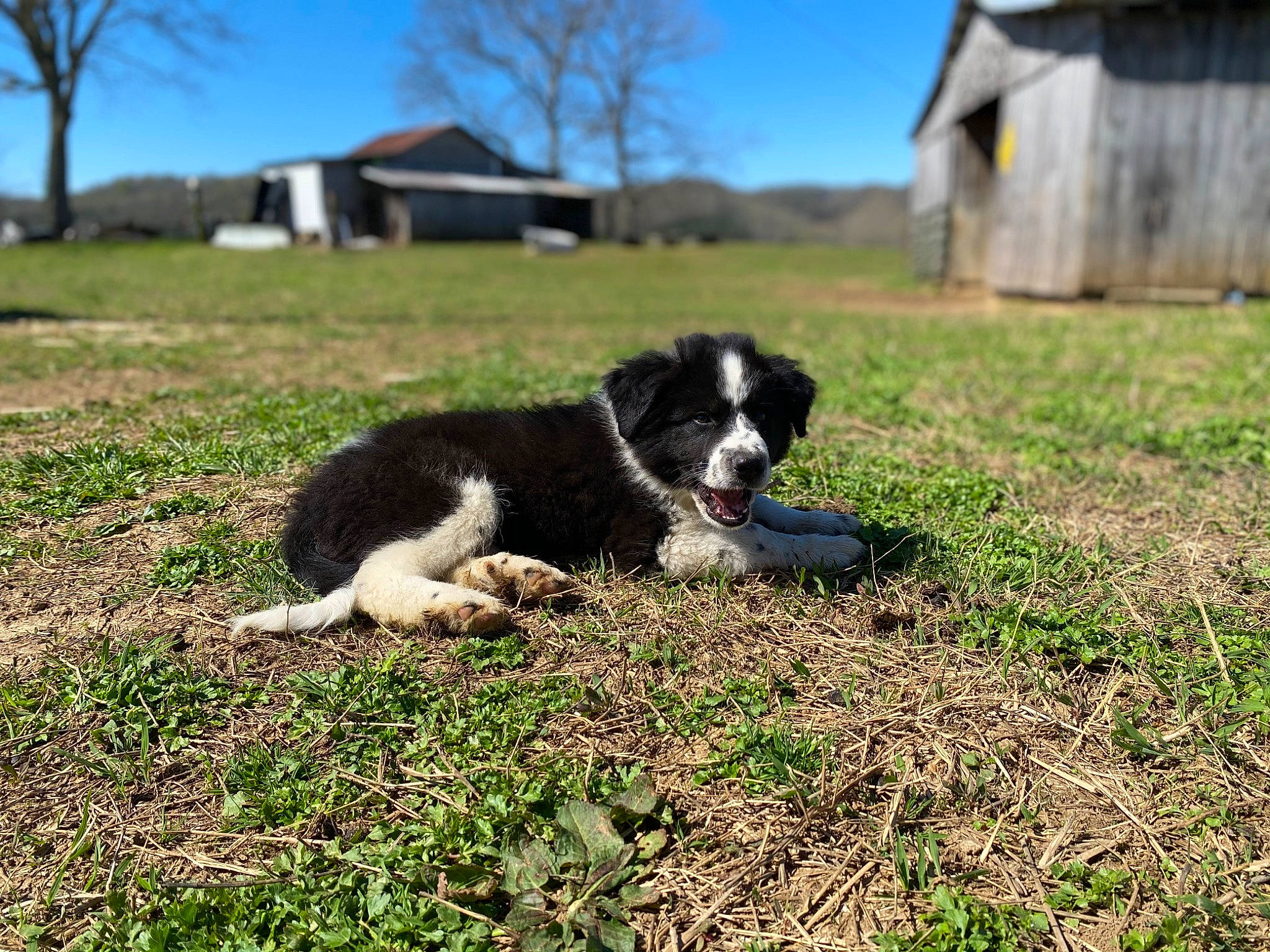 Ruger is registered to the contest to win money with this photo: australian_cattle_dog, border_collie, canidae, carnivore, companion_dog, dog, dog_breed, grass, grassland, gun_dog, herding_dog, lawn, pasture, plant, sky, soil, sporting_group, tree, working_dog