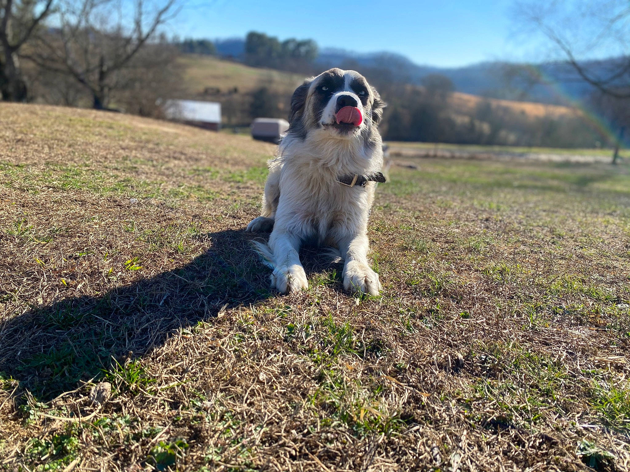 Remington joined the competition — help win amazing prizes! australian_cattle_dog, canidae, carnivore, companion_dog, dog, dog_breed, fawn, goggles, grass, grassland, landscape, pasture, plant, sky, snout, soil, sporting_group, tail, tree, working_animal