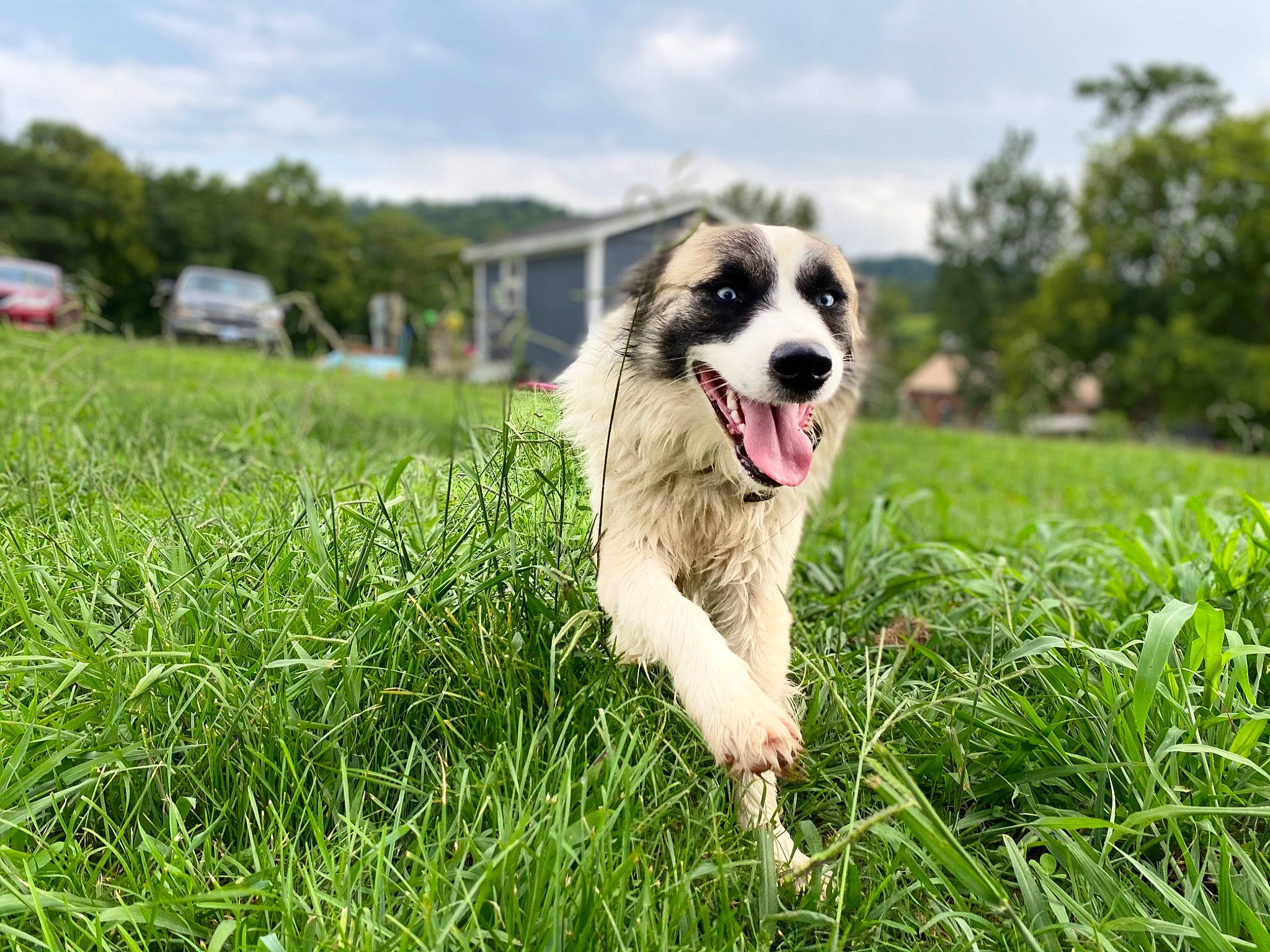 Remington is registered to the contest to win money with this photo: ball, canidae, carnivore, cloud, companion_dog, dog, dog_agility, dog_breed, dog_supply, grass, grassland, happy, herding_dog, people_in_nature, plant, sky, snout, sporting_group, tree, working_dog