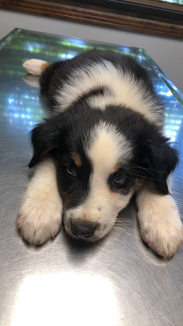 Oakley joined the competition — help win amazing prizes! beaglier, canidae, canis, carnivore, companion_dog, dog, dog_breed, fur, puppy, siberian_husky, sled_dog, snout, sporting_group, terrestrial_animal, wildlife, working_dog