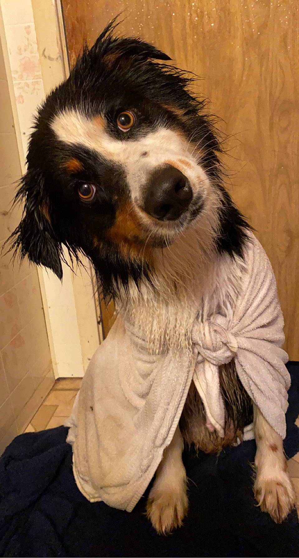 Oakley is registered to the contest to win money with this photo: canidae, carnivore, companion_dog, dog, dog_breed, dog_supply, fur, giant_dog_breed, snout, sporting_group, terrestrial_animal, toy_dog, whiskers, working_animal, working_dog