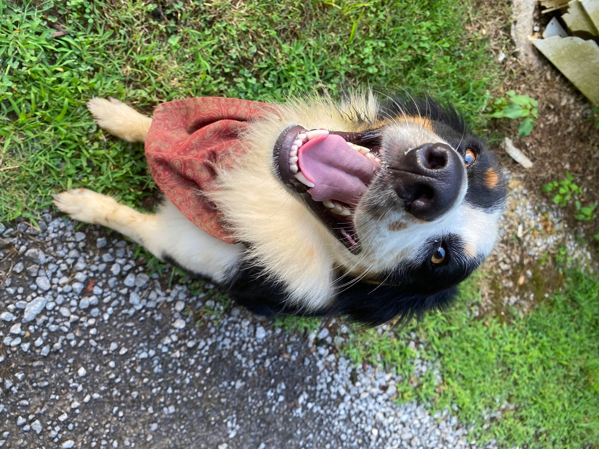 Oakley is registered to the contest to win money with this photo: canidae, carnivore, claw, companion_dog, dog_breed, fawn, felidae, fur, grass, mandrill, paw, plant, small_to_medium_sized_cats, snout, sporting_group, tail, terrestrial_animal, whiskers, wildlife, working_animal