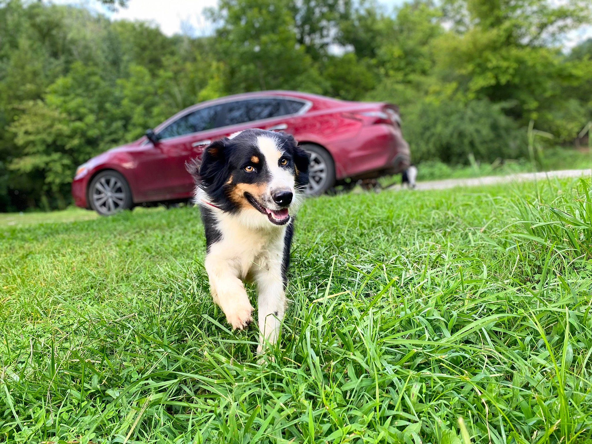 Oakley is registered to the contest to win money with this photo: automotive_design, automotive_lighting, canidae, car, carnivore, companion_dog, dog, dog_breed, grass, grassland, landscape, lawn, people_in_nature, plant, sky, sporting_group, tire, tree, vehicle, wheel