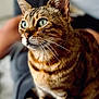 Diva is registered to the contest to win money with this photo: cat, tabby, green_eyes, fur, whiskers, close_up, pet, animal, indoor, cushion, sitting, attention, curious, feline, domestic_cat, portrait, soft_background, sharp_focus, ears, nose