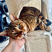 Diva joined the competition — help win amazing prizes! cat, tabby, pet, indoor, cozy, cat_tree, hand, green_eyes, feline, resting, fur, whiskers, close_up, comfort, curious, domestic_animal, relaxed, animal, soft_texture, household