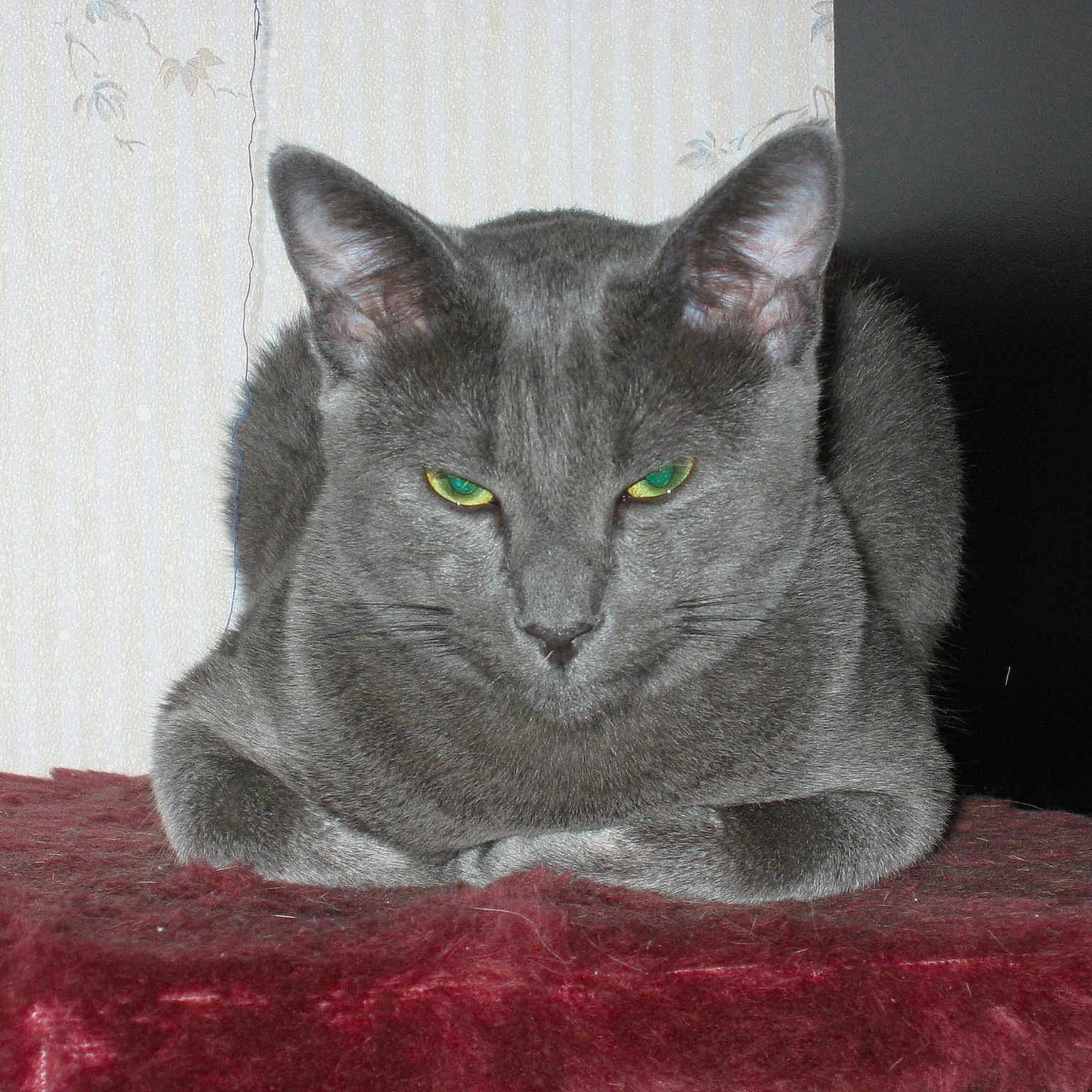 Tristan