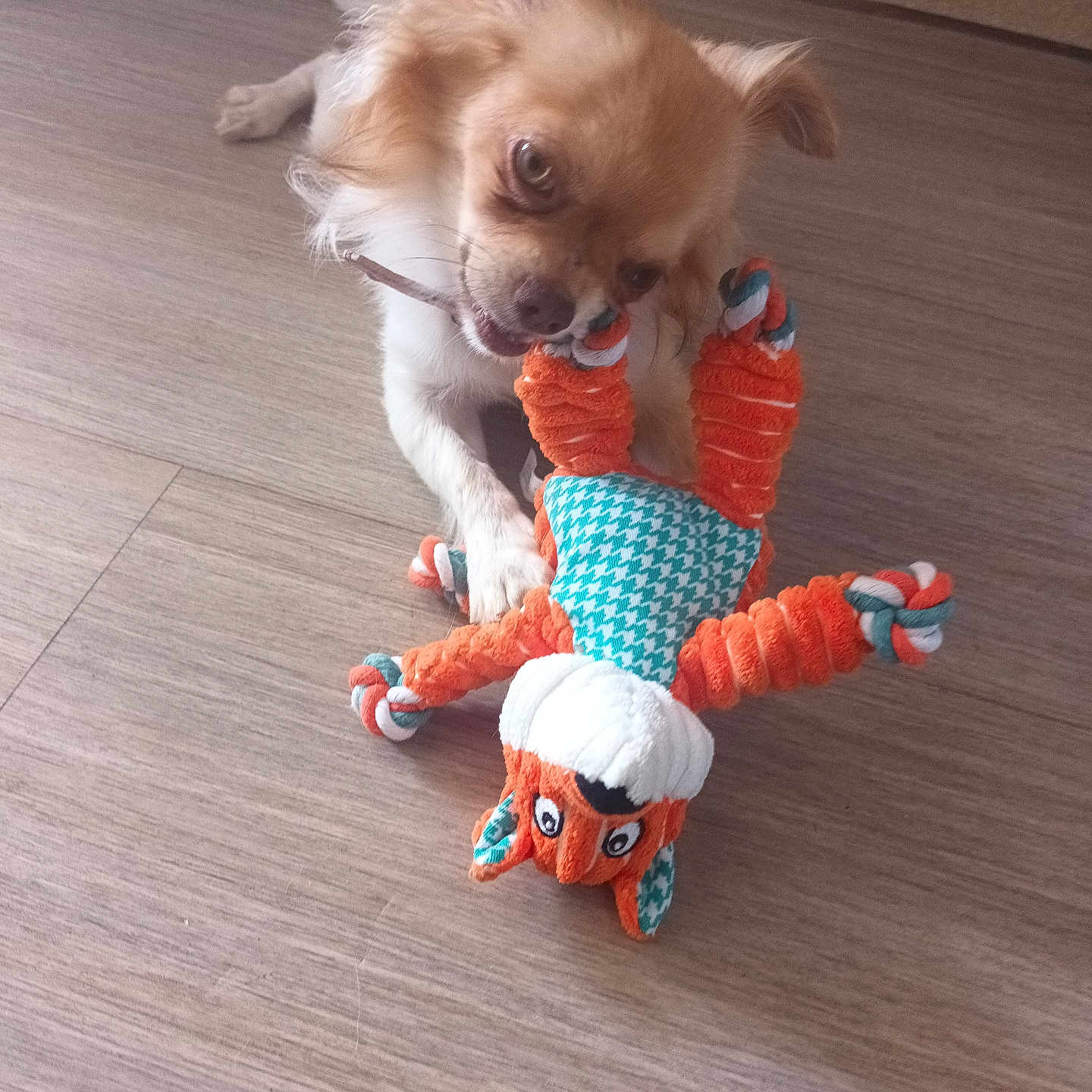 Pitoute participe au concours pour gagner de l'argent avec cette photo : dog, puppy, small_dog, fluffy, long_hair, brown_and_white, pet, animal, toy, plush_toy, chewing, playing, tug_of_war, lying_down, indoor, wooden_floor, home, portrait, cute, playful