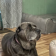 Stella joined the competition — help win amazing prizes! animal, calm, canine, collar, cozy, curtain, dog, domestic, floor, furniture, gray_coat, indoor, large_dog, living_room, pet, quiet, resting, side_view, wall, wood_floor